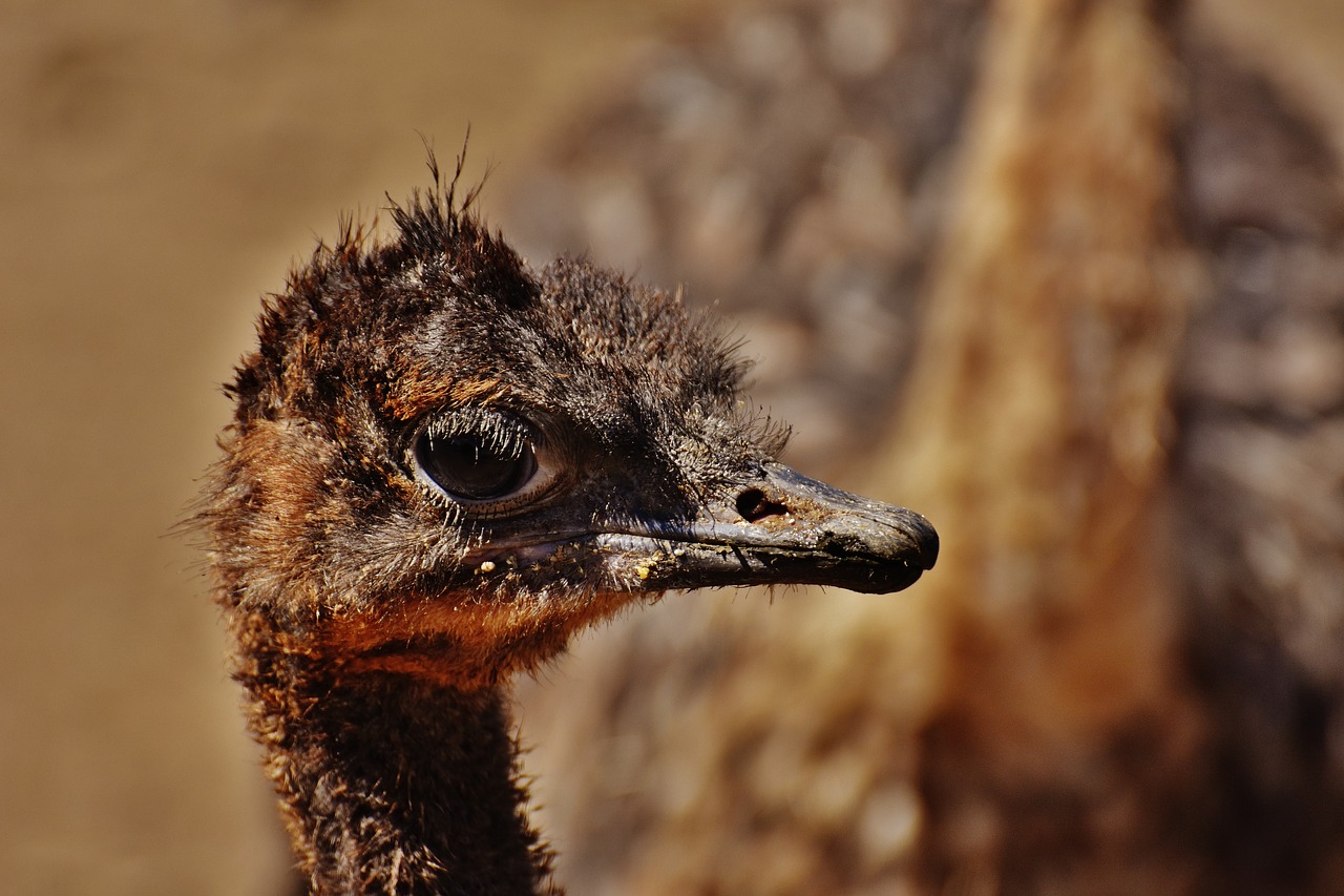 bouquet young animal ostrich farm free photo