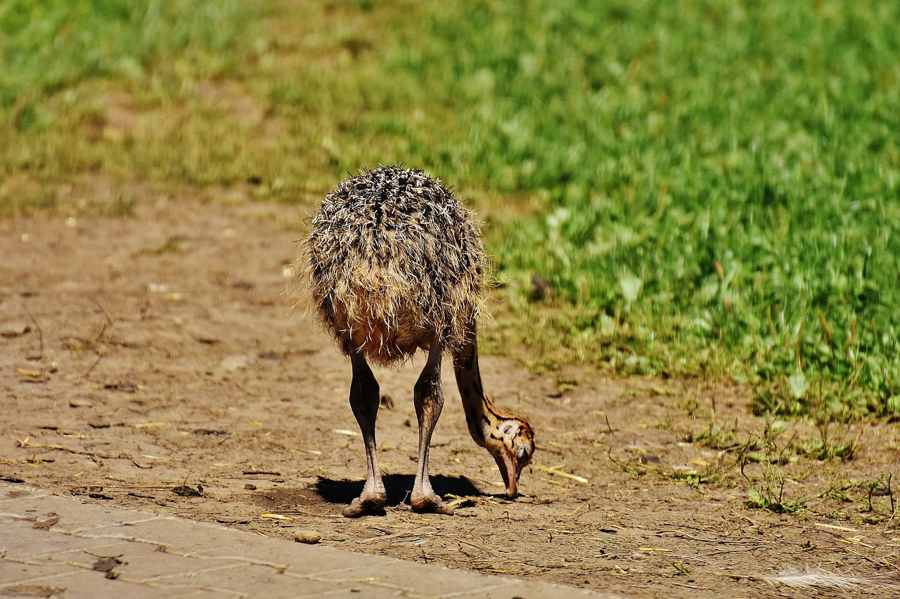 bouquet young animal ostrich farm free photo