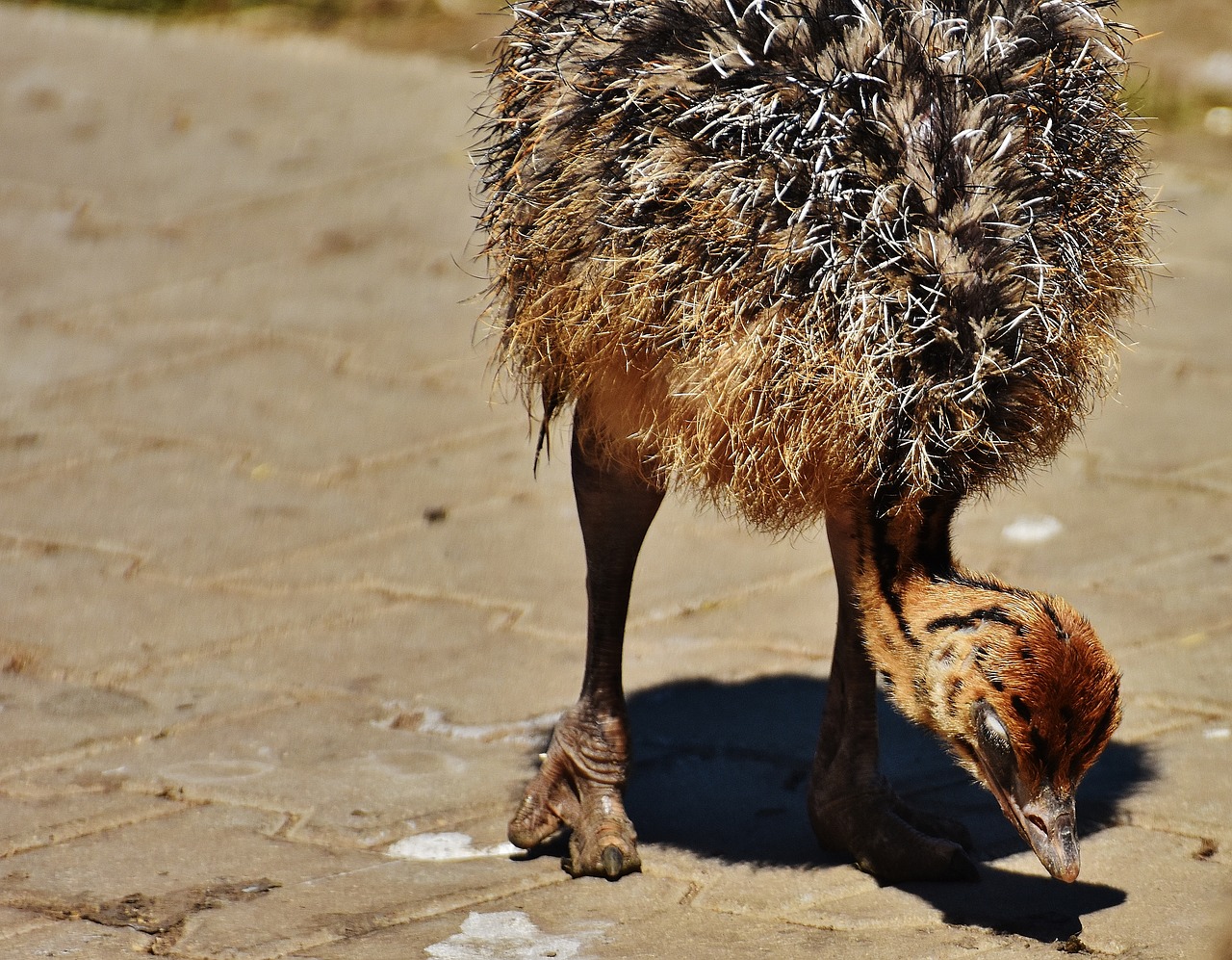 bouquet young animal ostrich farm free photo