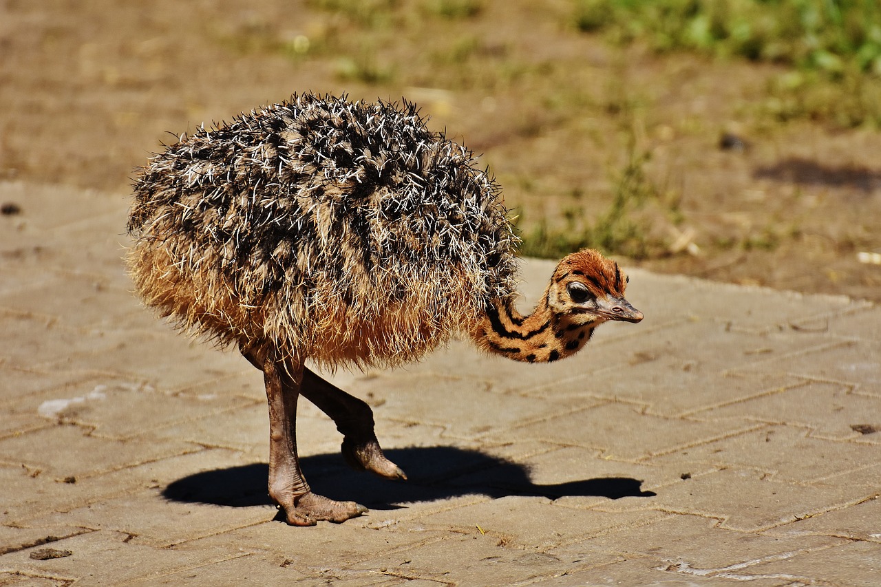 bouquet young animal ostrich farm free photo