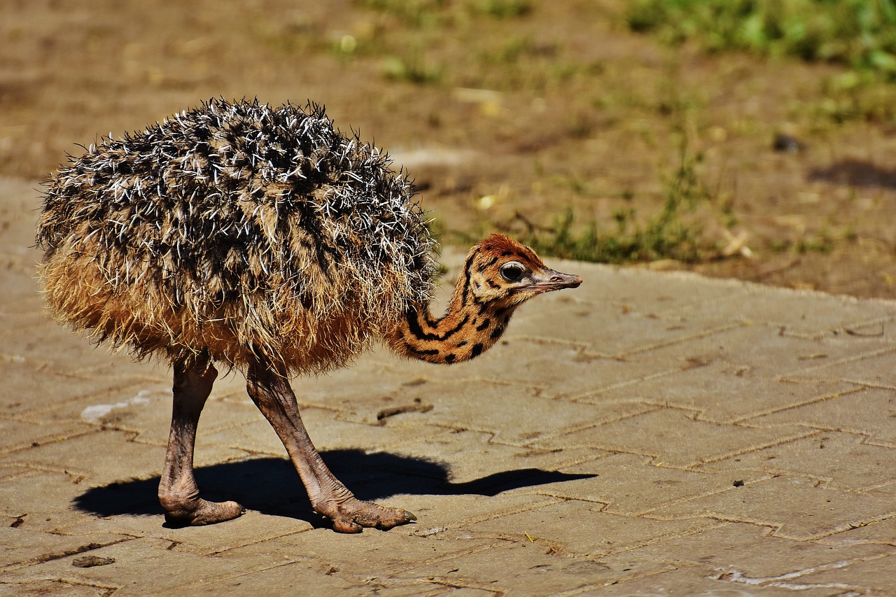 bouquet young animal ostrich farm free photo