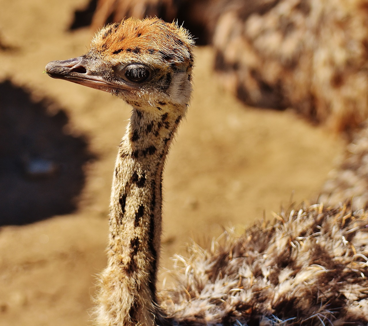 bouquet young animal ostrich farm free photo