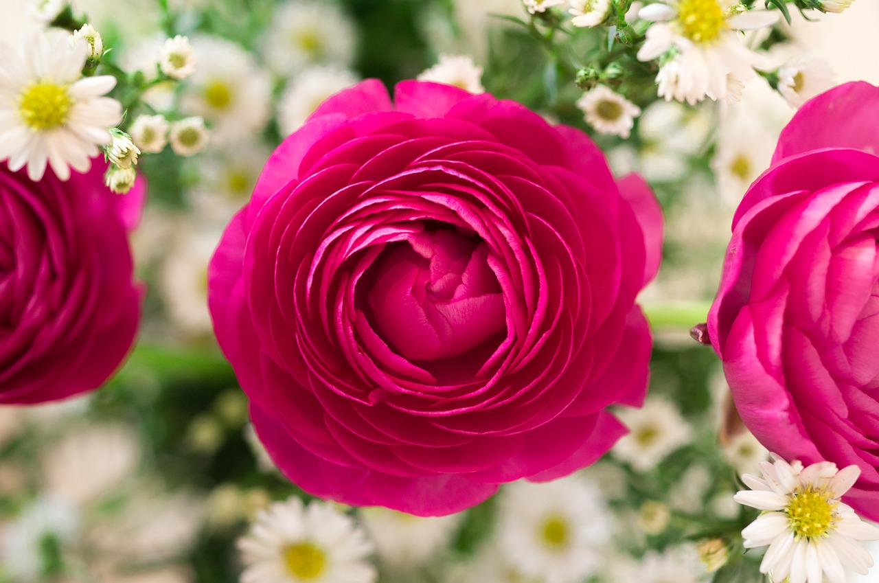 bouquet roses colorful free photo