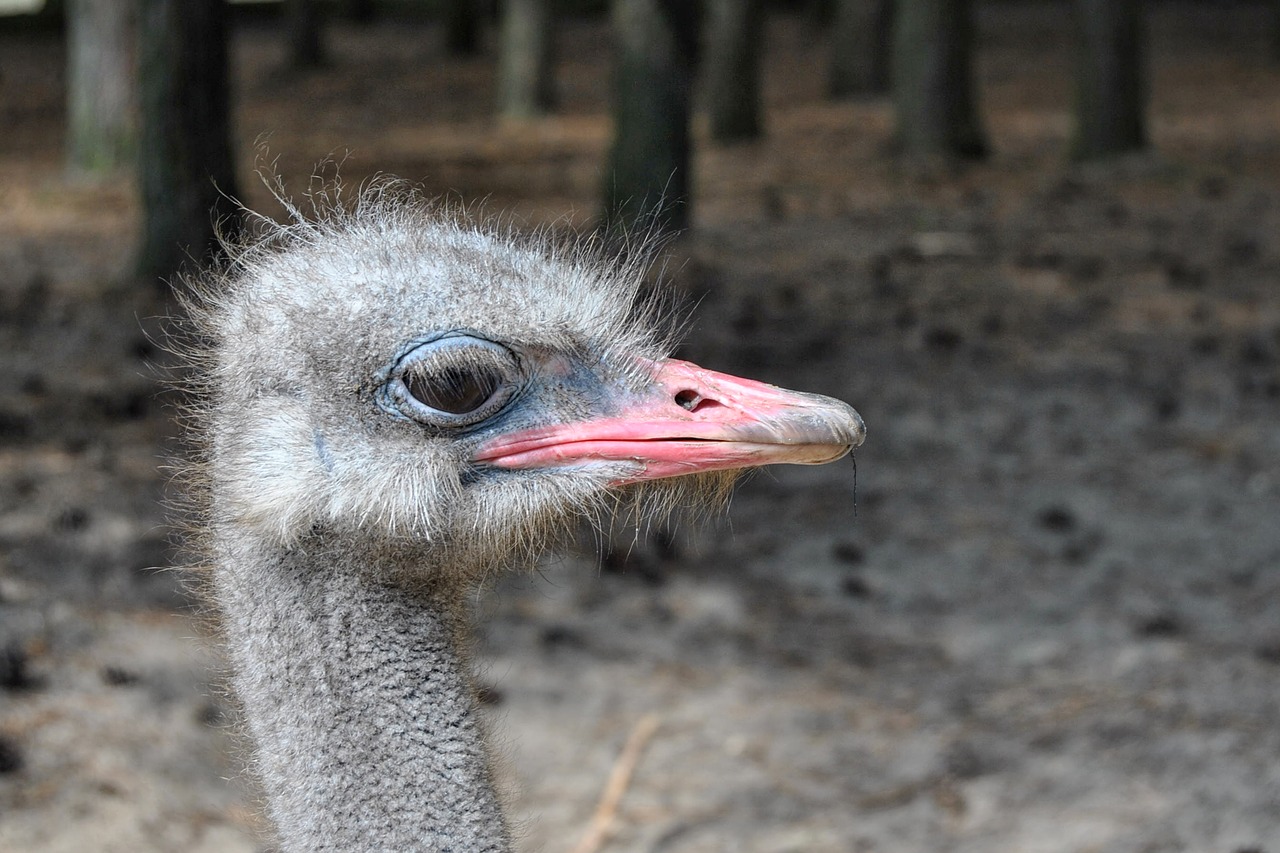 bouquet bird ostrich free photo