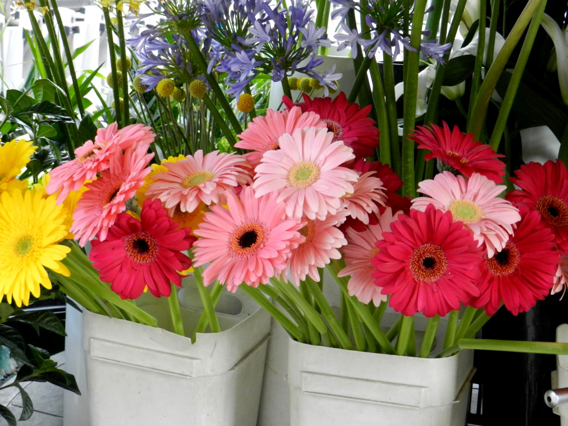 flowers bouquet red free photo