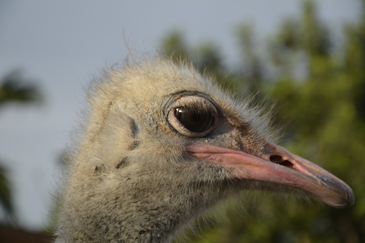 bouquet ostrich head bird free photo