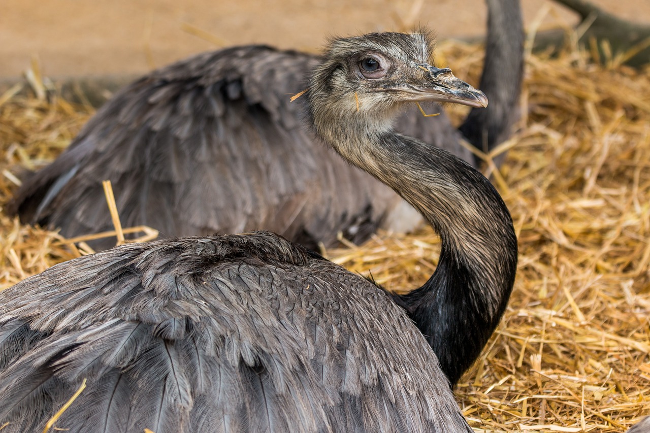 bouquet flightless bird bird free photo