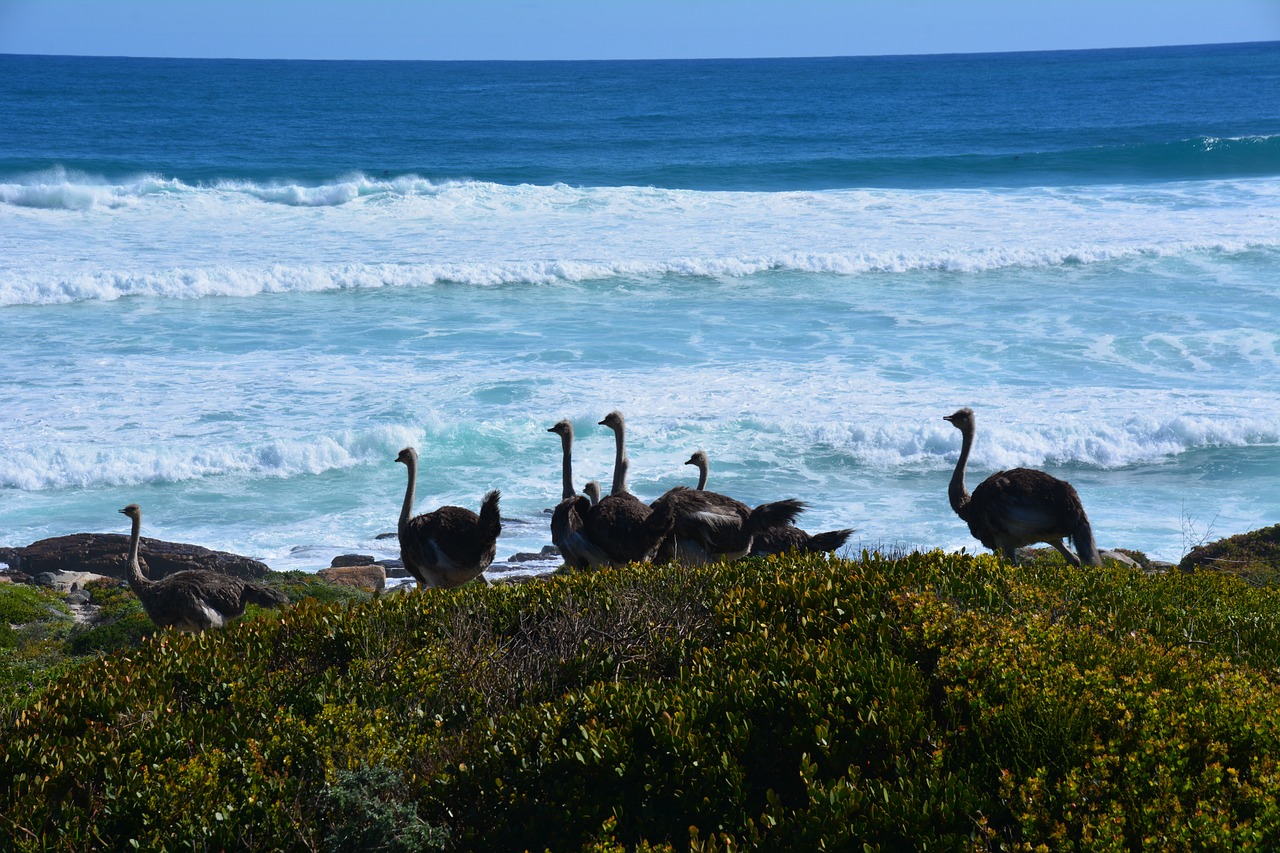 bouquet sea africa free photo