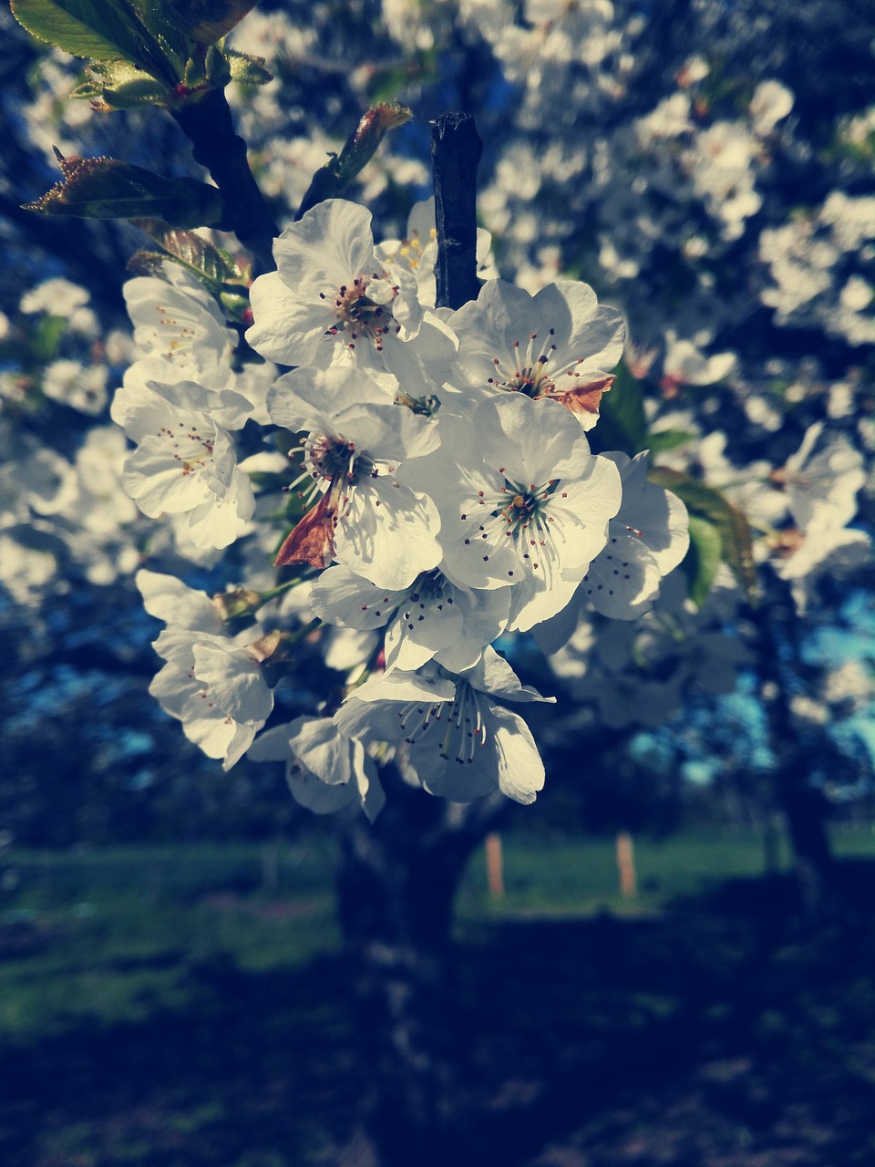 bouquet flowers spring free photo