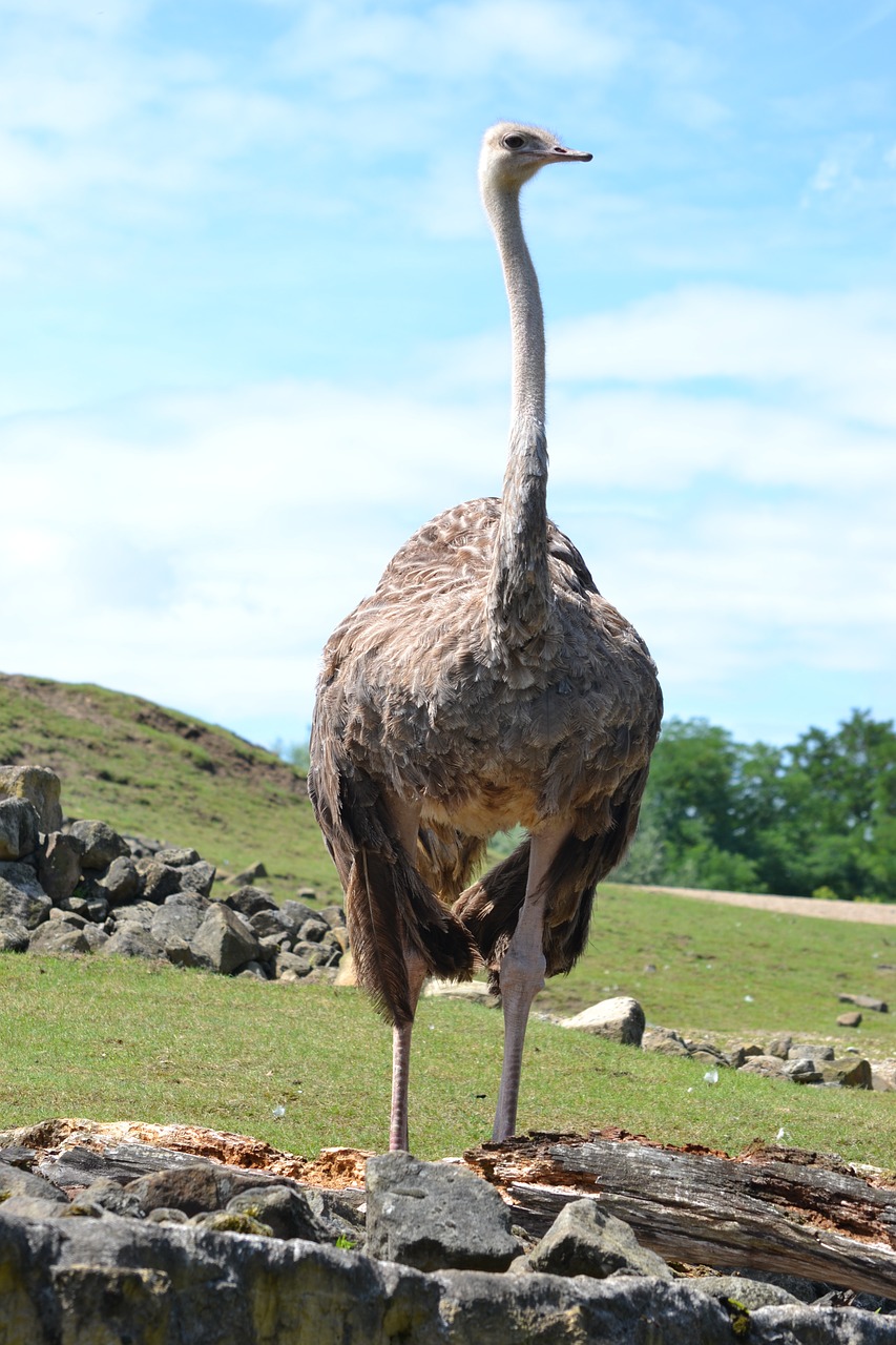 bouquet ostrich bird free photo