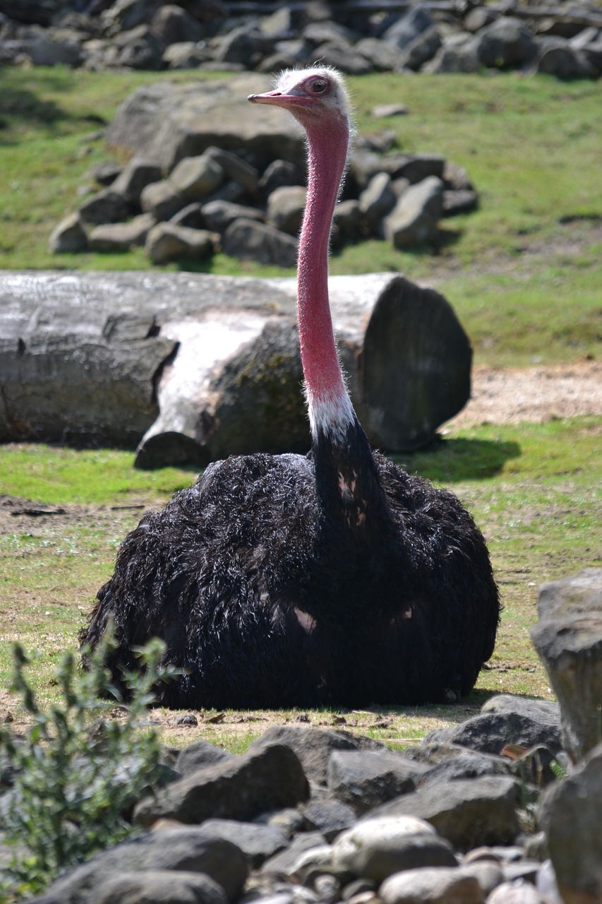 bouquet ostrich flightless bird free photo