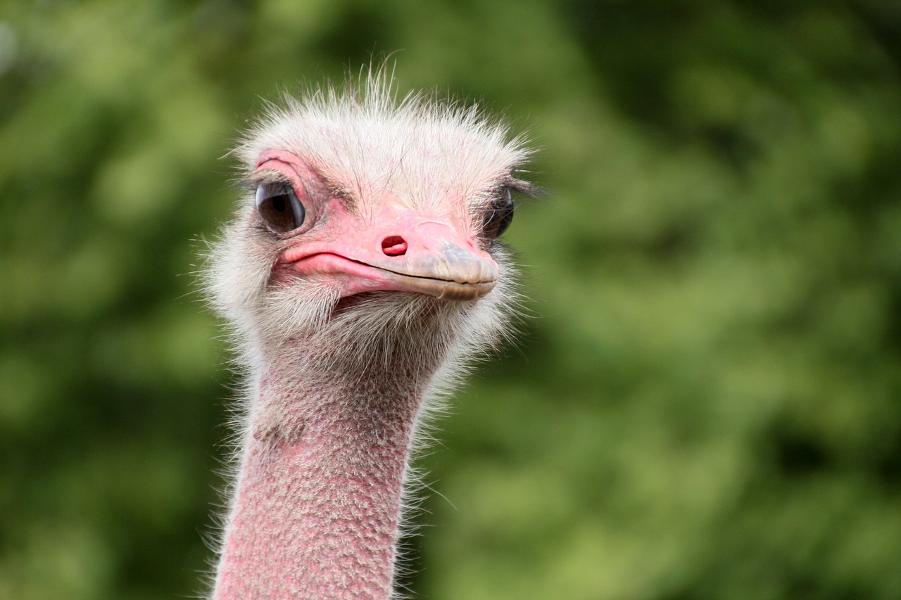 bouquet animals ostrich free photo