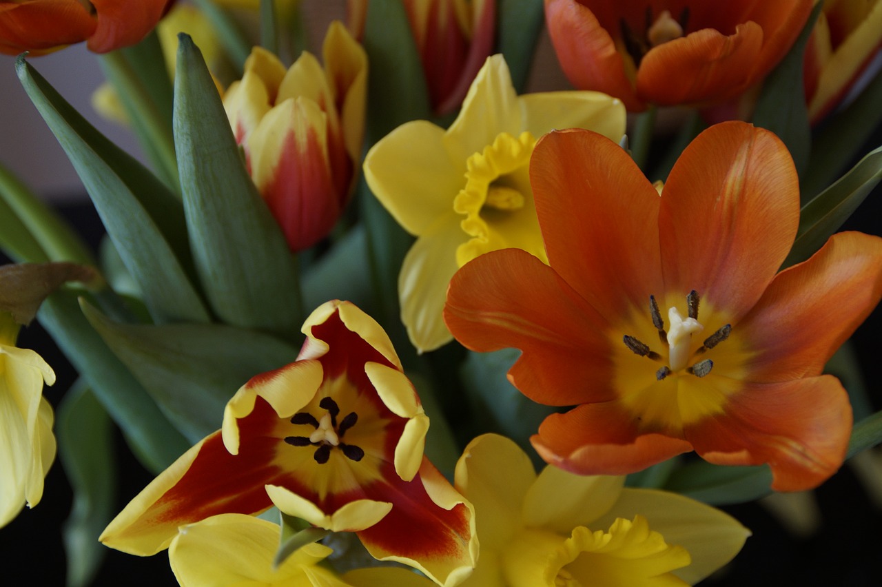bouquet spring tulips free photo