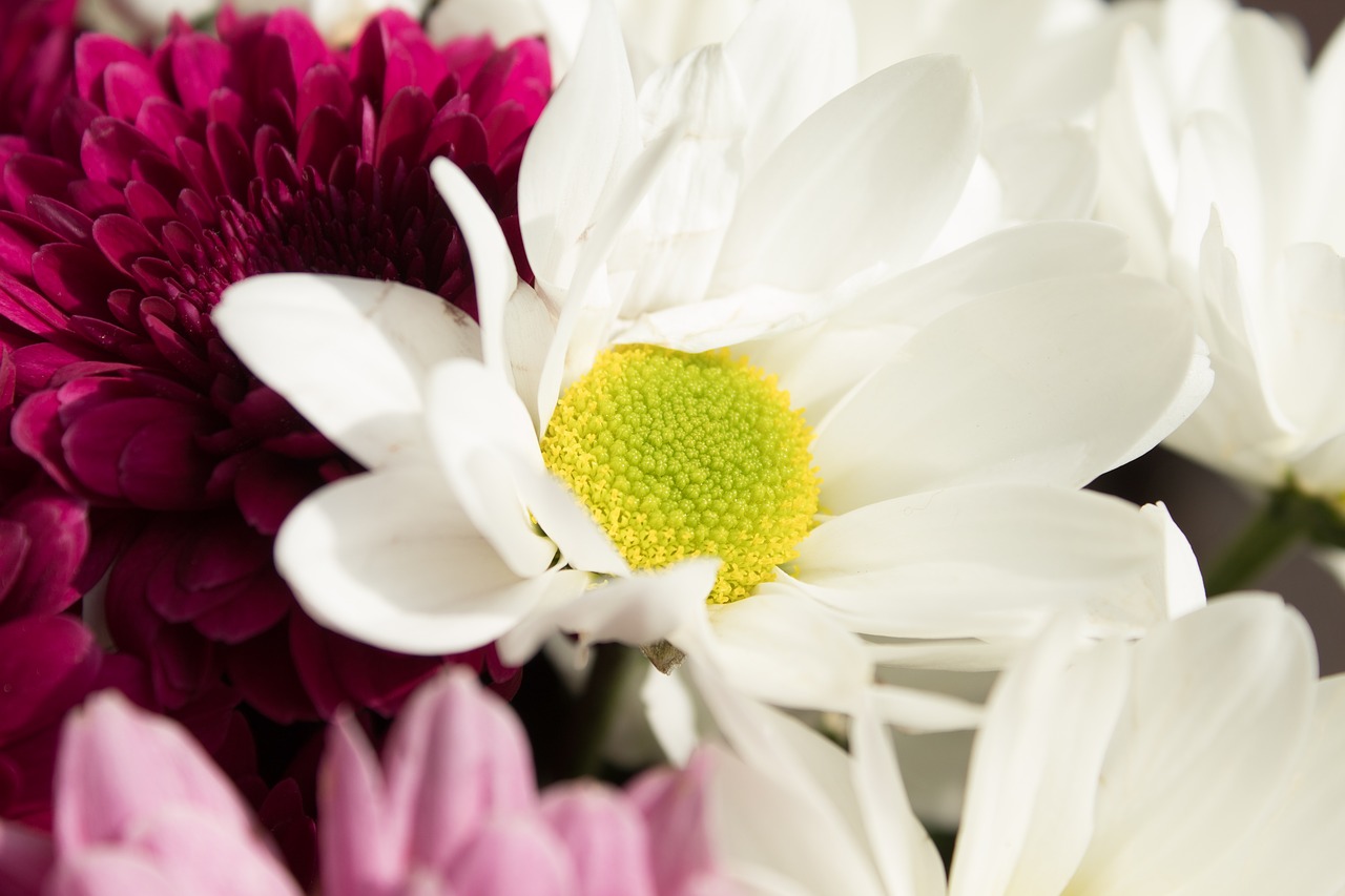 bouquet daisies flowers free photo