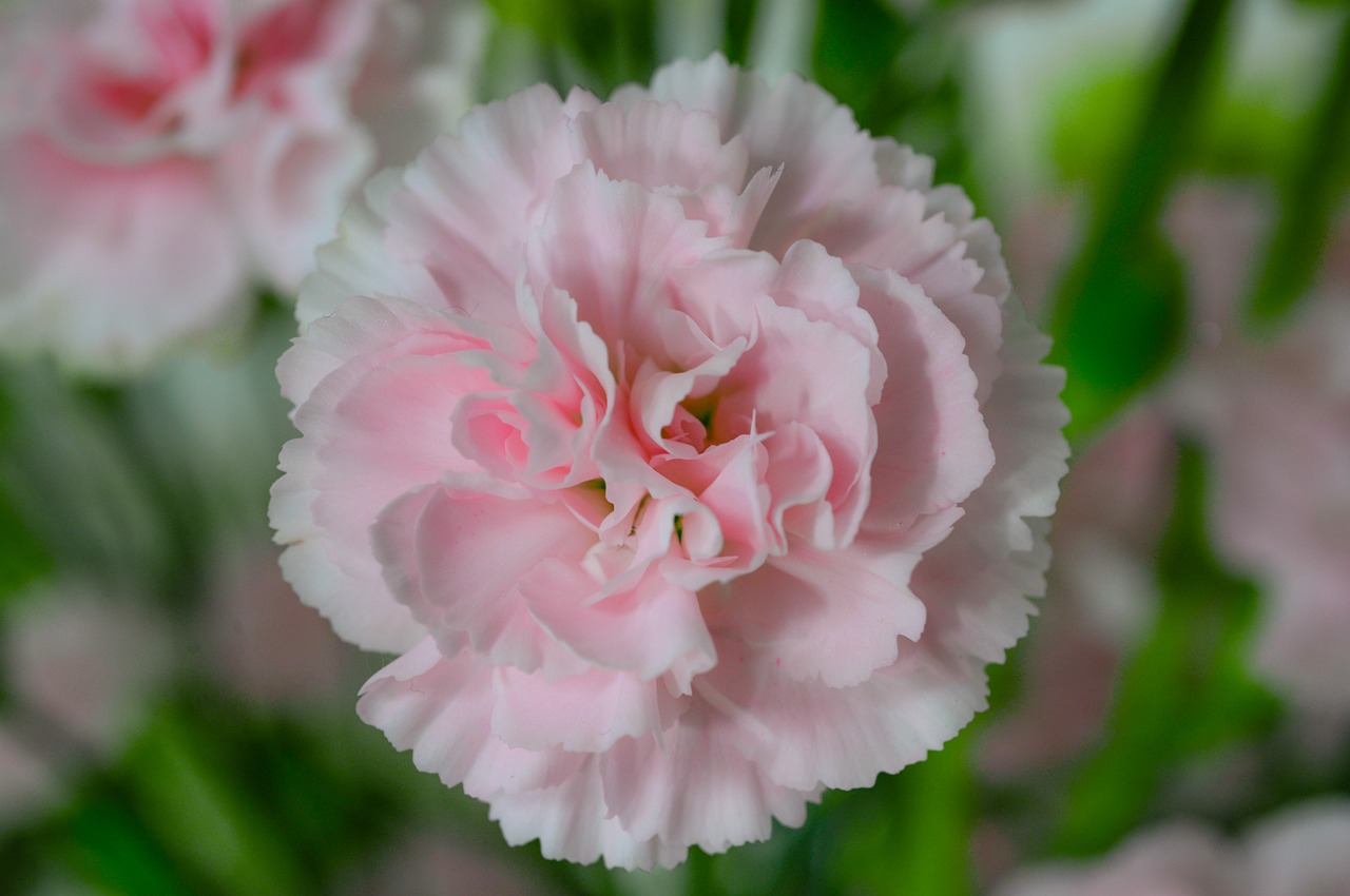 bouquet pink flower free photo