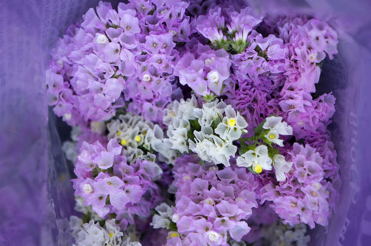 bouquet hoa sa lem pink to pale purple free photo