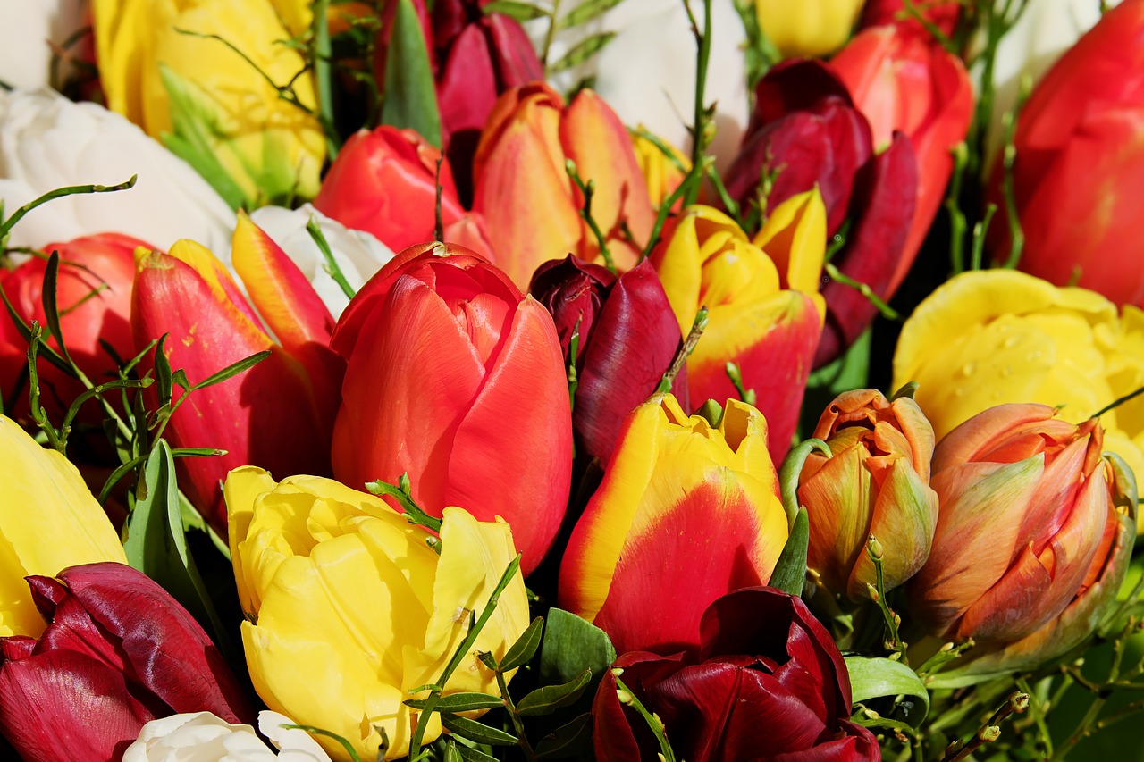 bouquet tulip bouquet flowers free photo