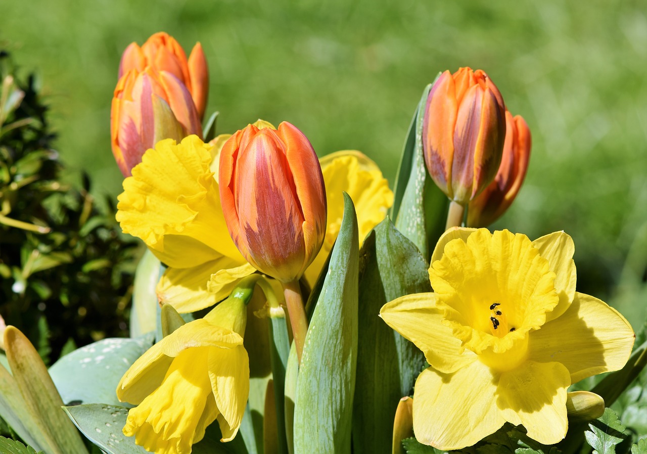 bouquet  daffodils  tulips free photo