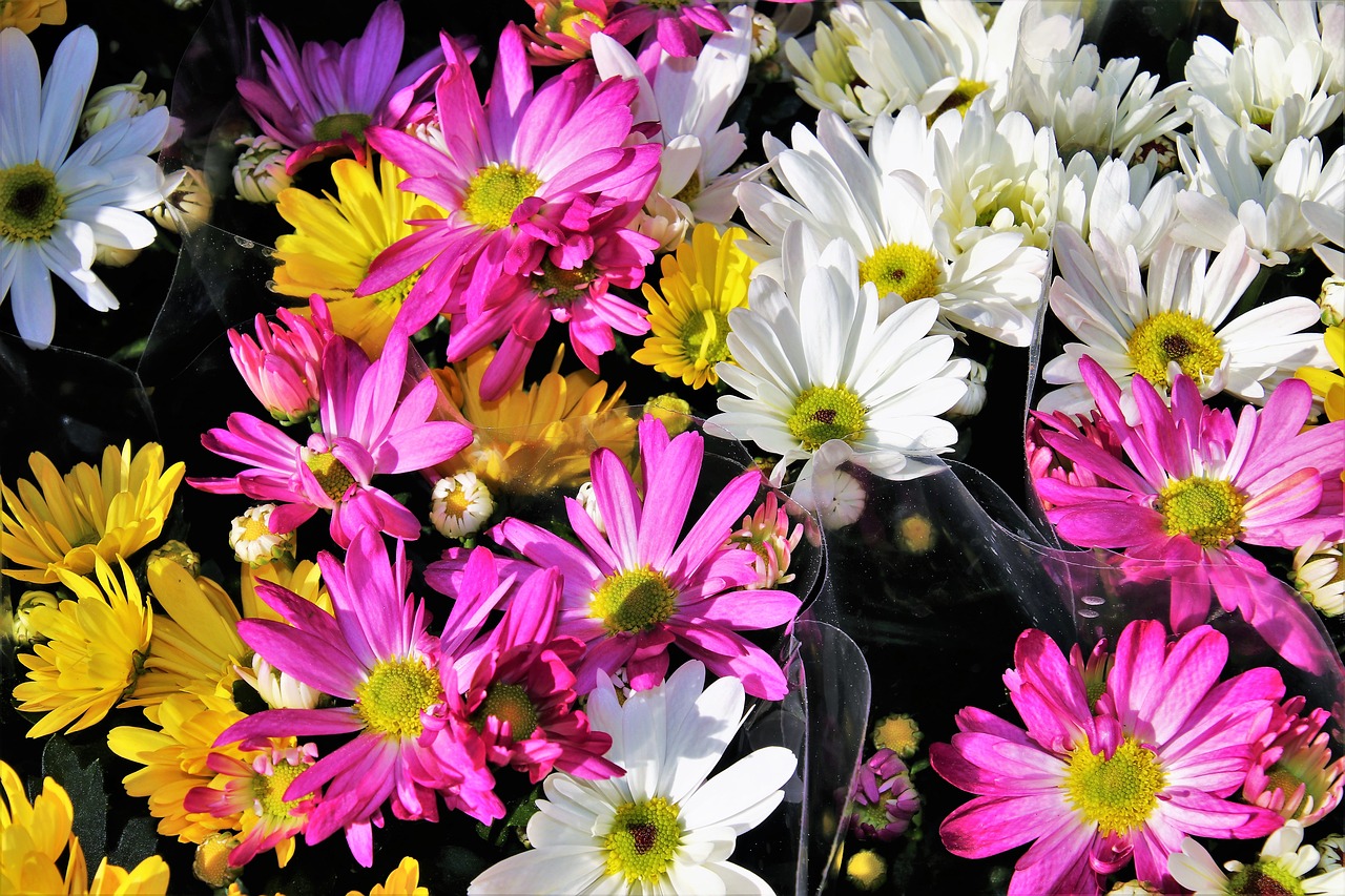 bouquet  camomile  dyed free photo