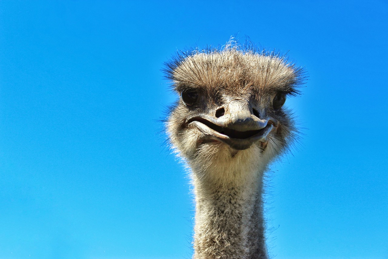 bouquet  ostrich farm  bird free photo