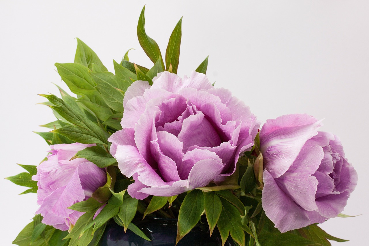 bouquet peony flower free photo