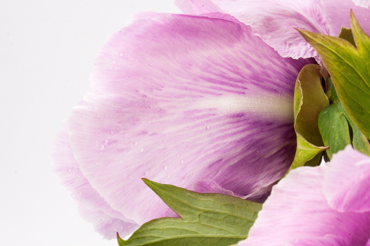 bouquet peony flower free photo