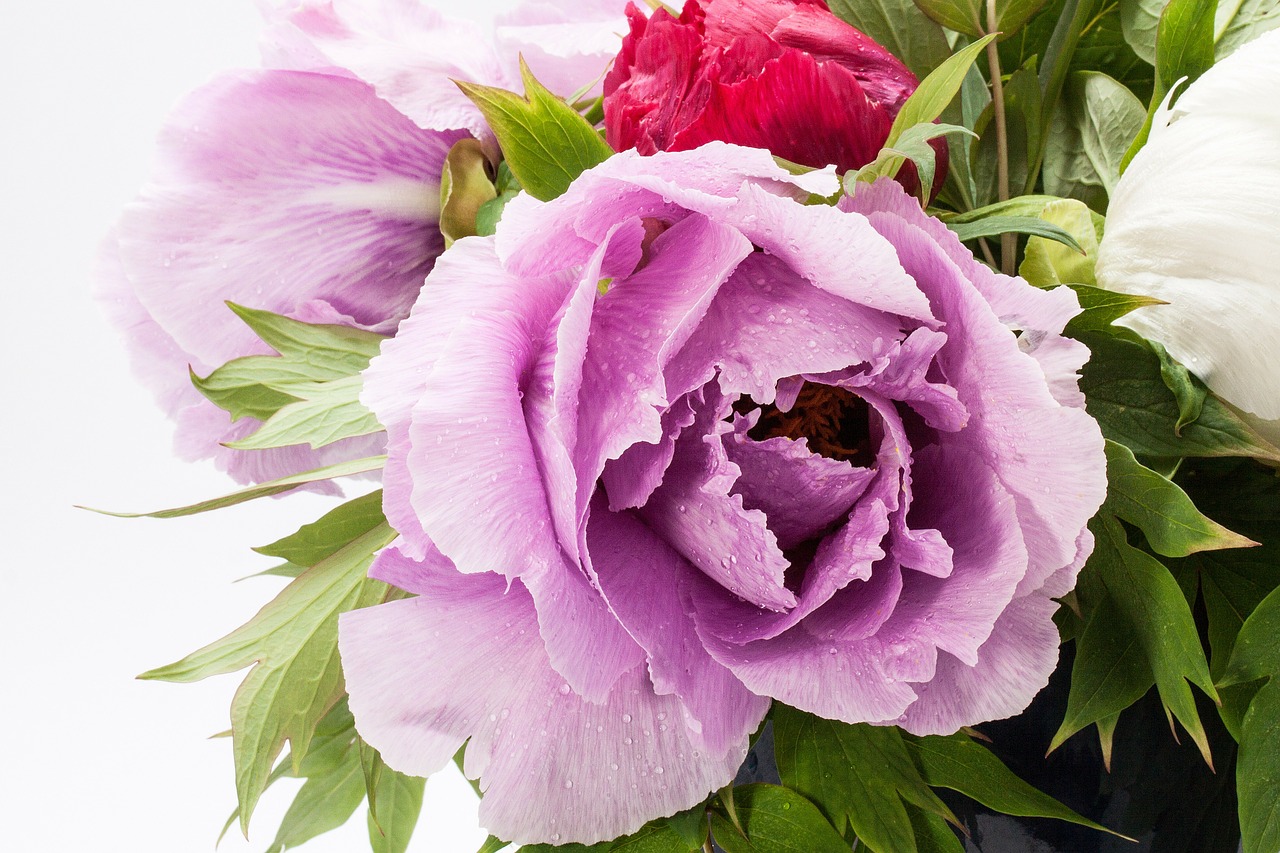 bouquet peony flower free photo