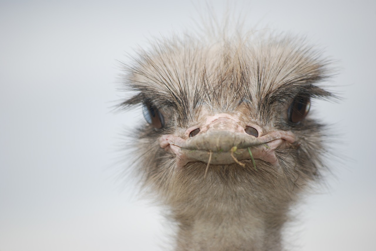 bouquet  ostrich  bird ostrich free photo