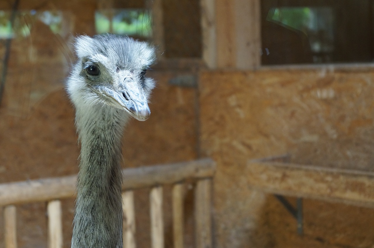 bouquet  ostrich head  flightless bird free photo