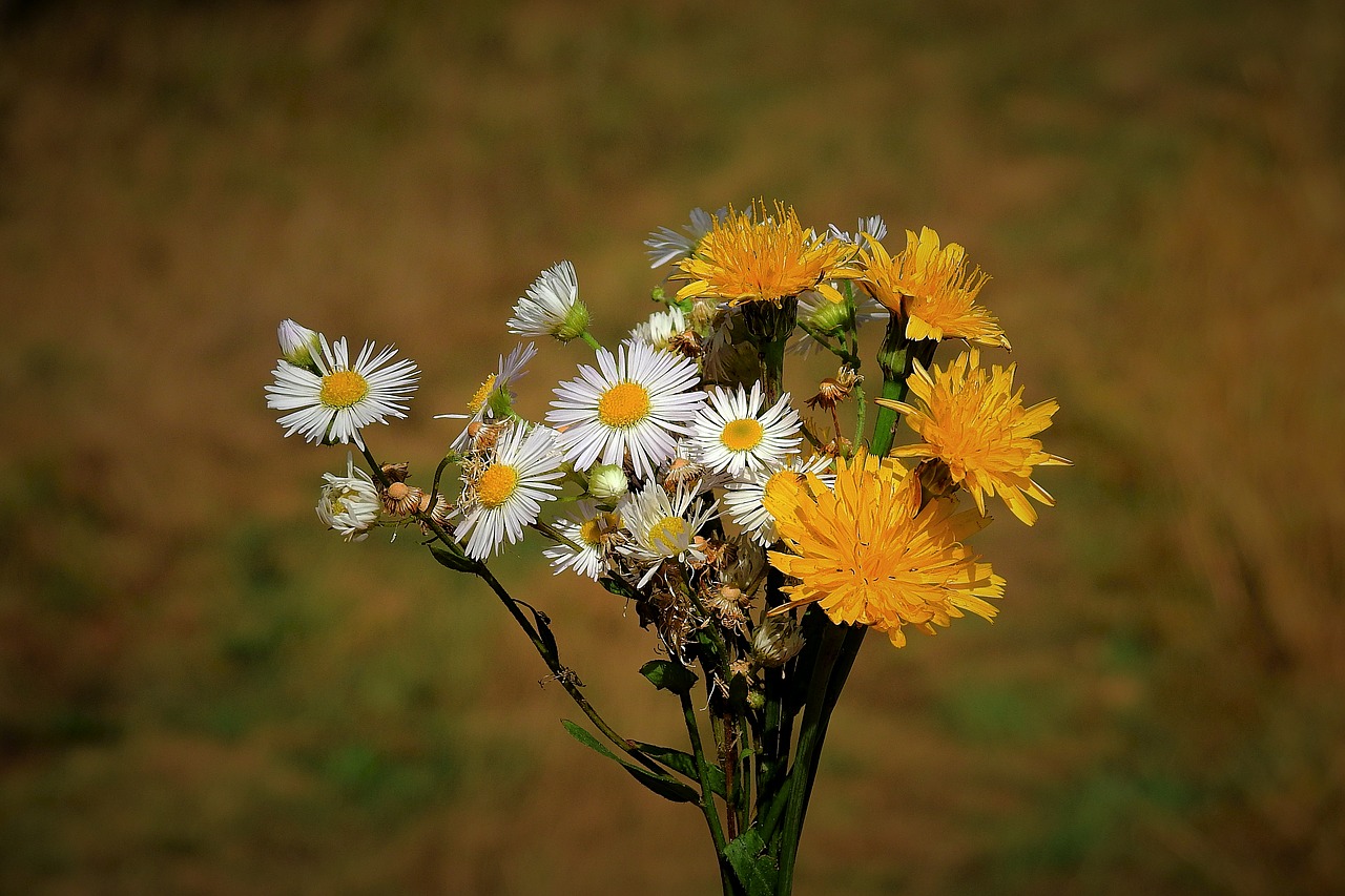 bouquet  łąkowe flowers  nature free photo