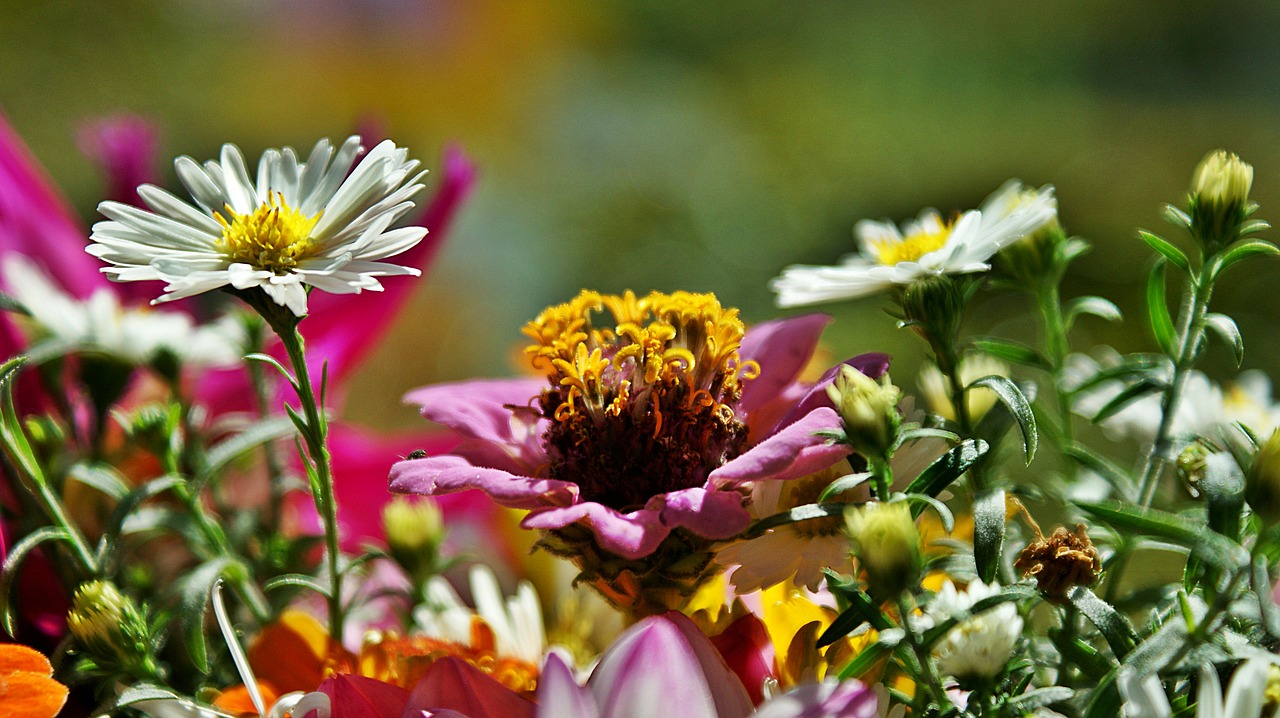 bouquet  flowers  colors free photo