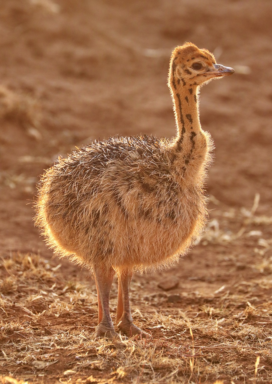 bouquet  bouquet of baby  africa free photo