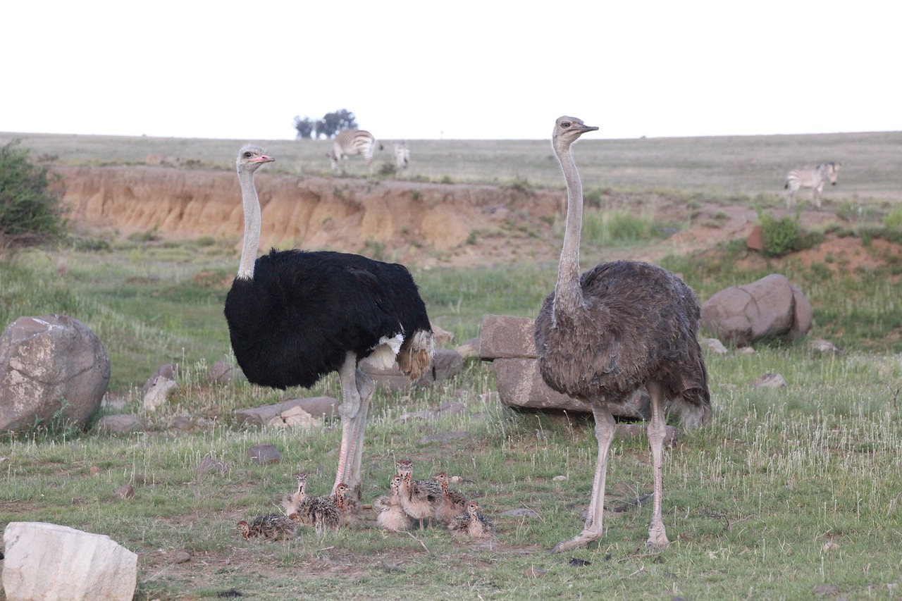 bouquet  ostriches  bird free photo