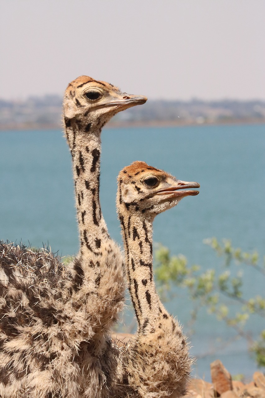 bouquet  africa  flightless bird free photo