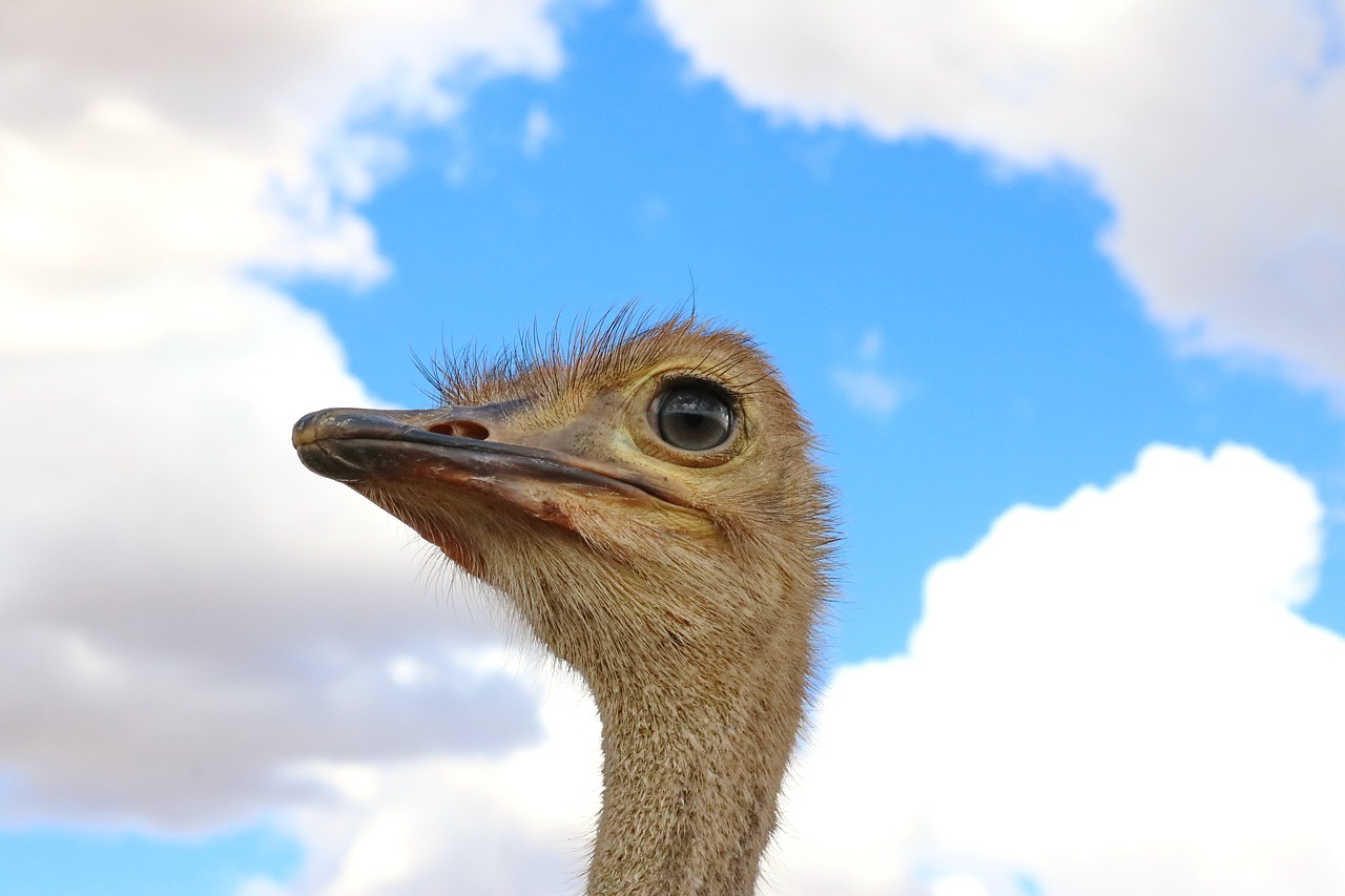 bouquet  bird  flightless bird free photo