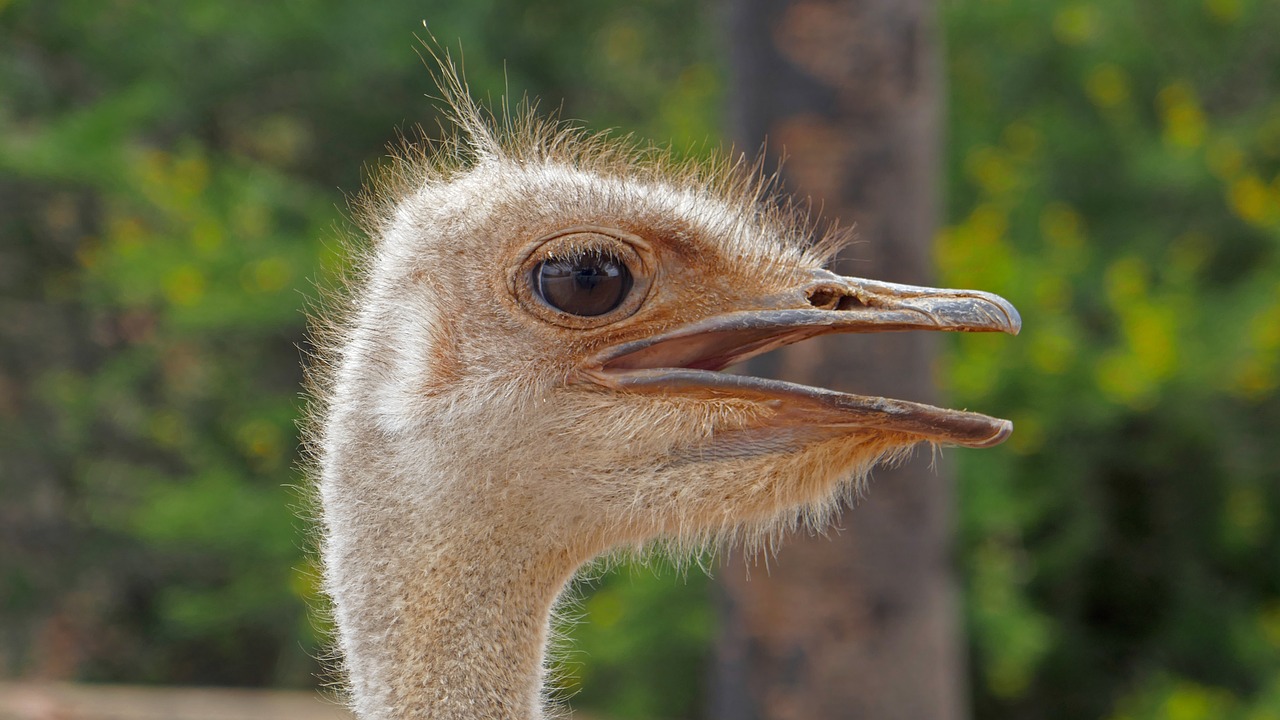 bouquet  flightless bird  big bird free photo