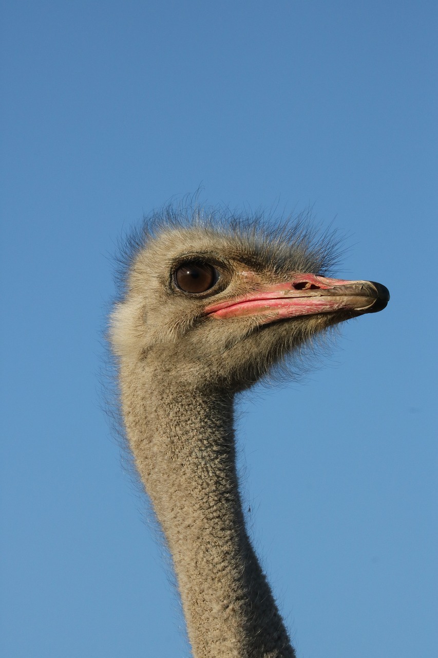 bouquet  bird  flightless bird free photo