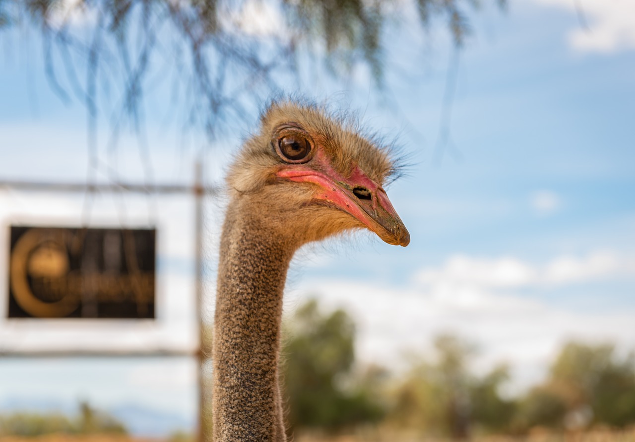 bouquet  flightless bird  head free photo