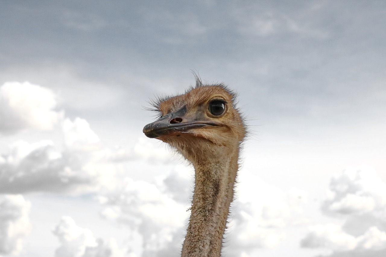 bouquet  africa  bird free photo