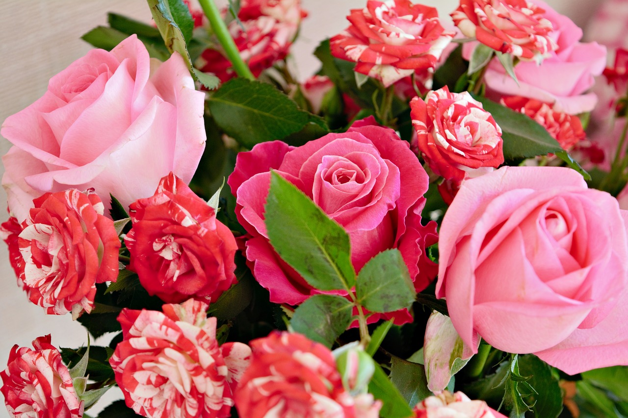 bouquet  pink  roses free photo