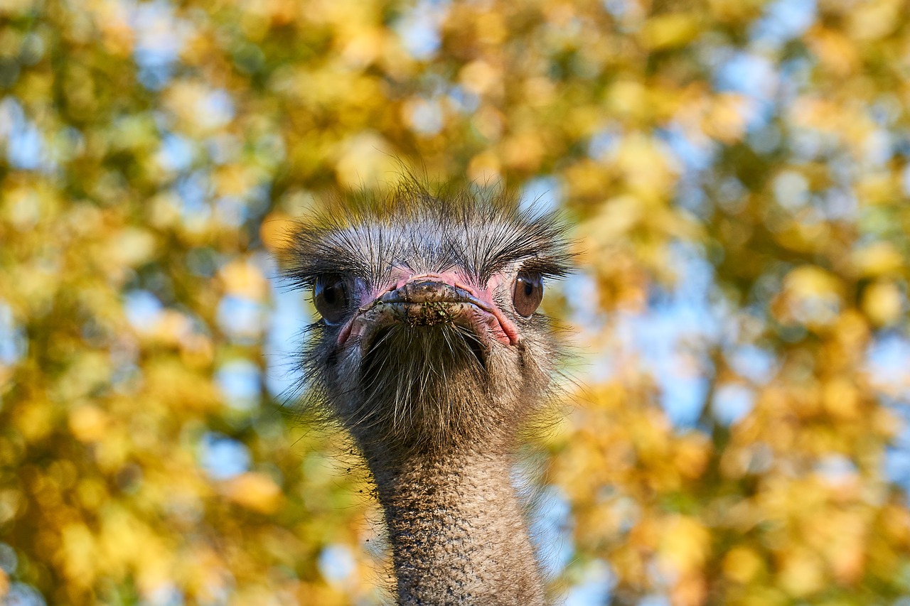 bouquet  bird  animal free photo