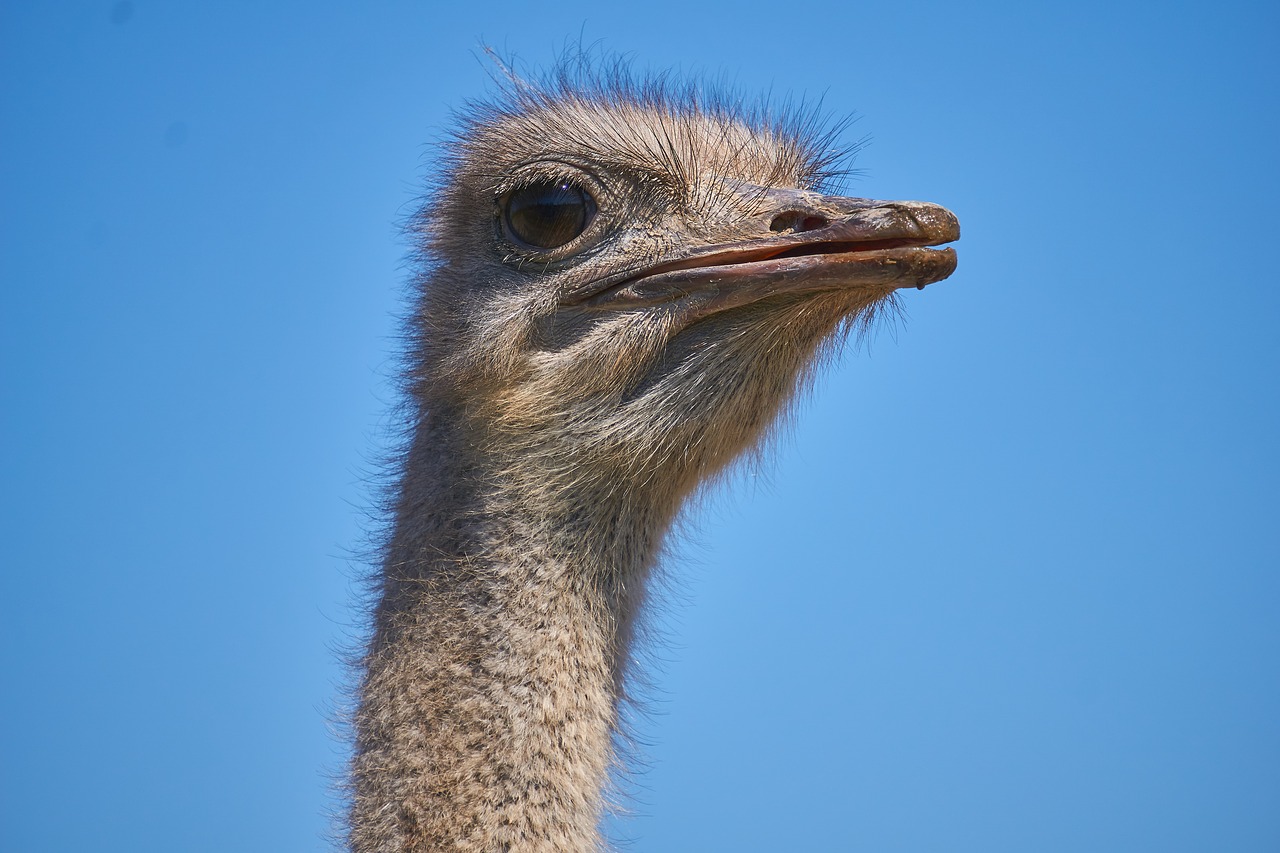 bouquet  bird  animal free photo