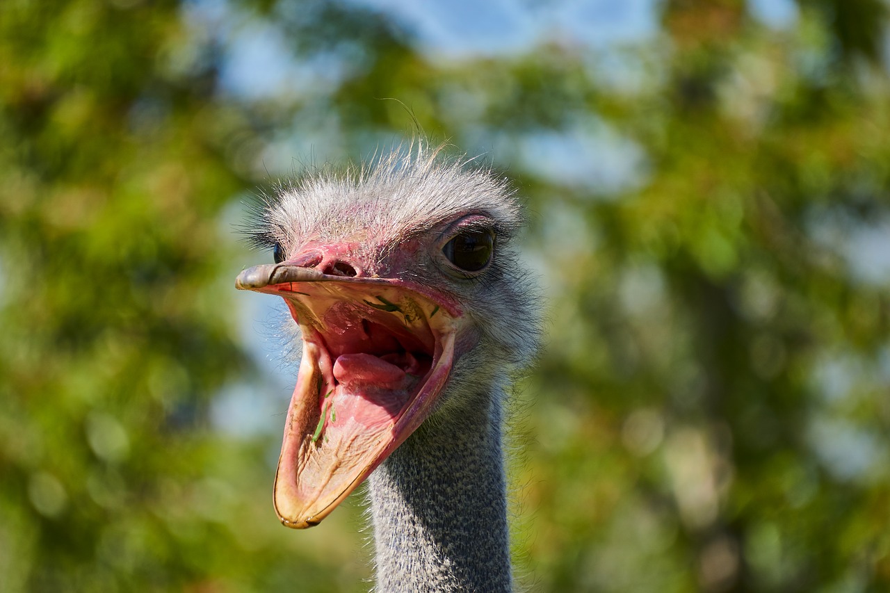 bouquet  bird  animal free photo