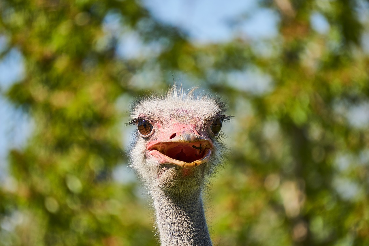 bouquet  bird  animal free photo