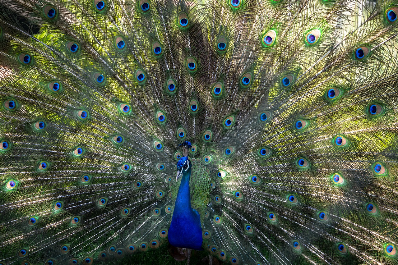 bouquet  bird  colorful free photo