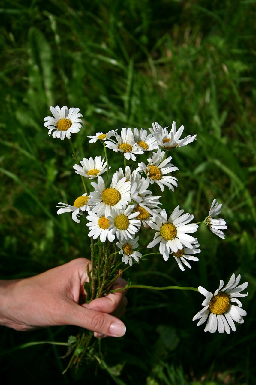 bouquet wildflowers daisies free photo