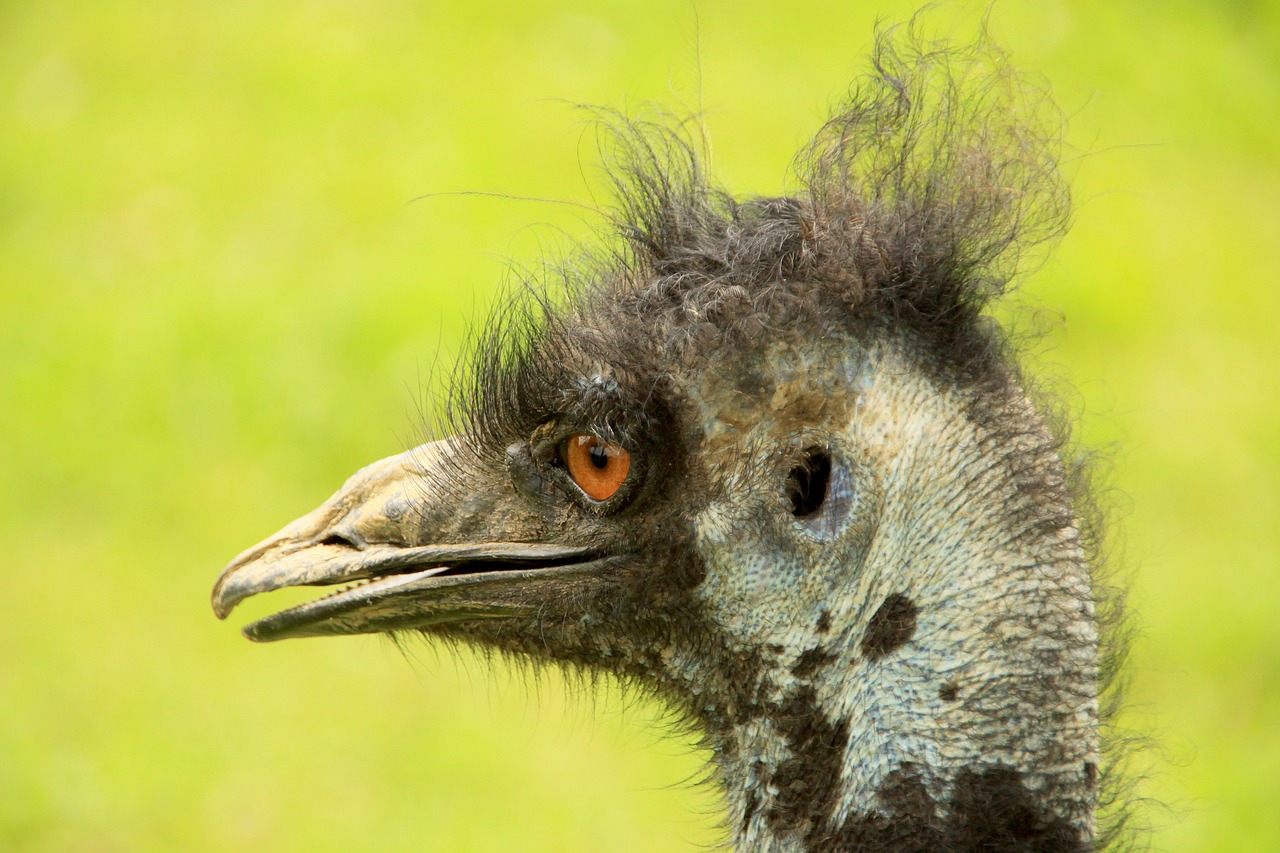 bouquet bird animals free photo