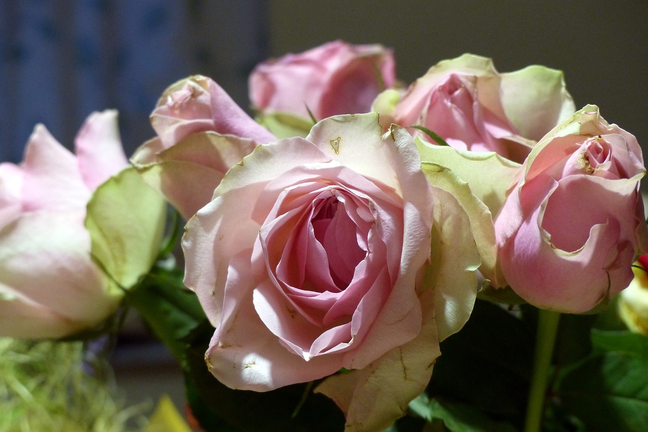 bouquet roses dusky pink free photo