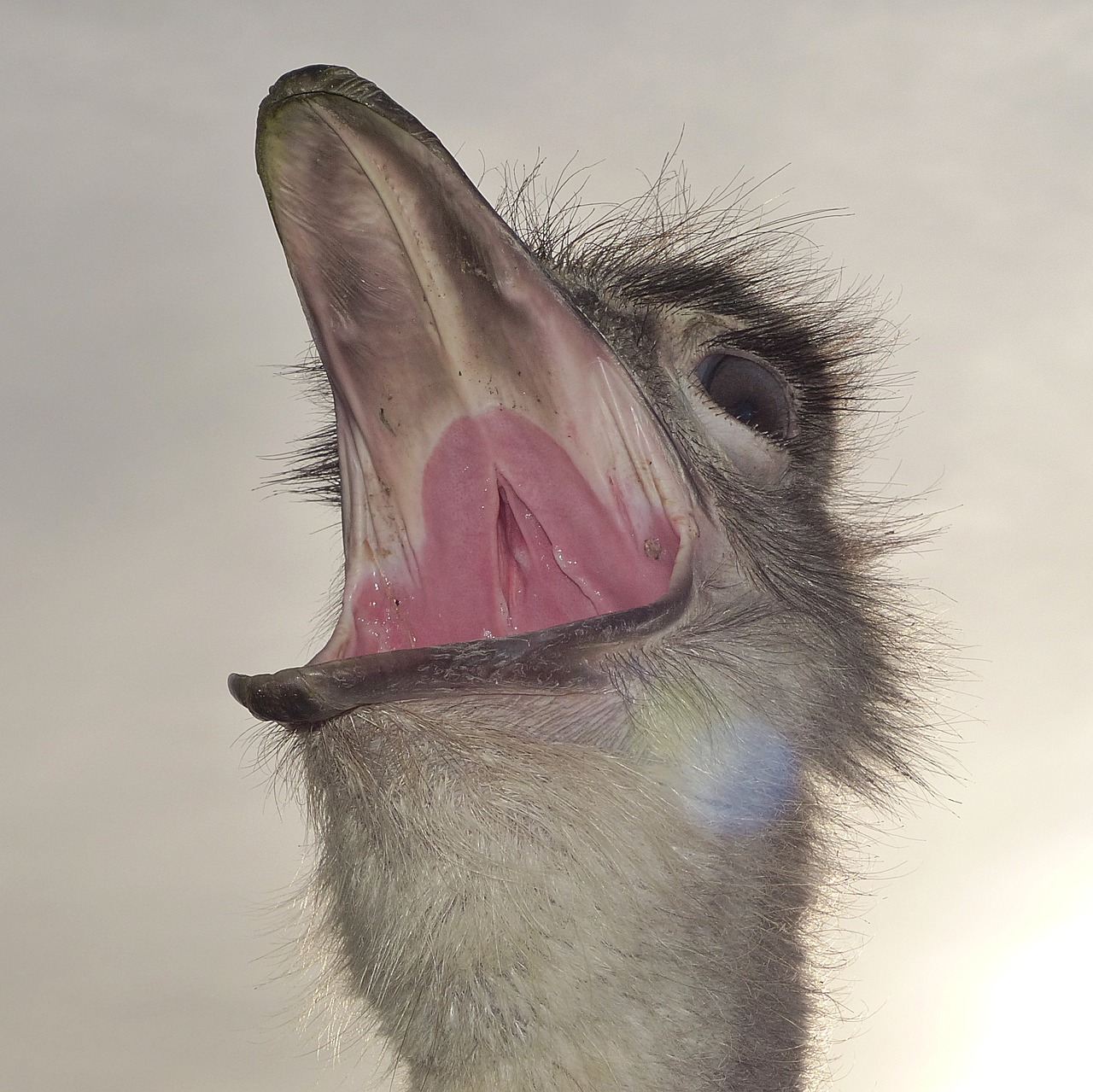 bouquet bird ostrich free photo