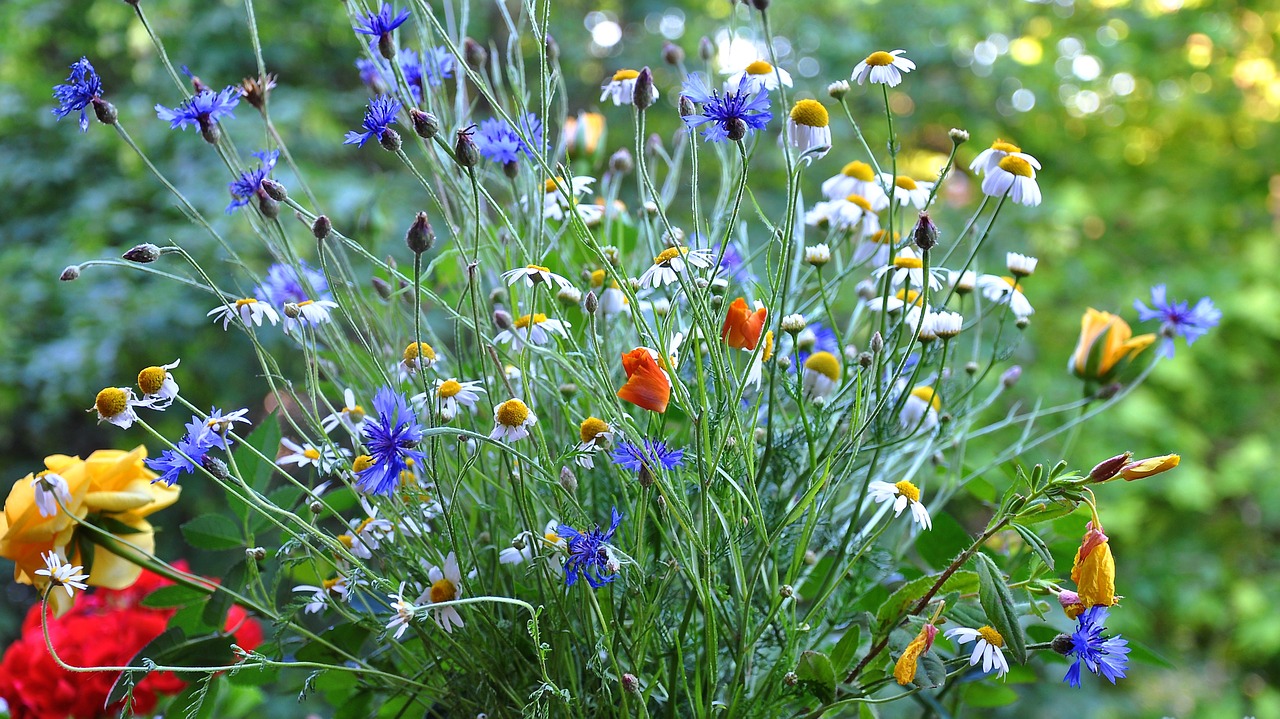 bouquet meadow flower field free photo